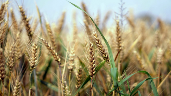 الحنطة السوداء