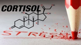 الكورتيزول