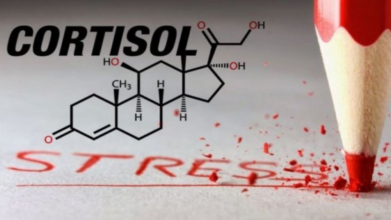 الكورتيزول