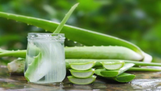 خصائص الصبار