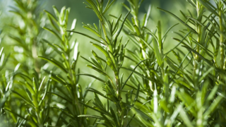 نبات إكليل الجبل