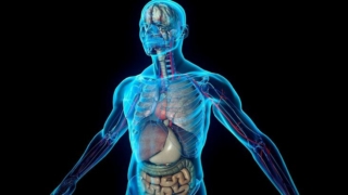 دور الزنك في الجسم