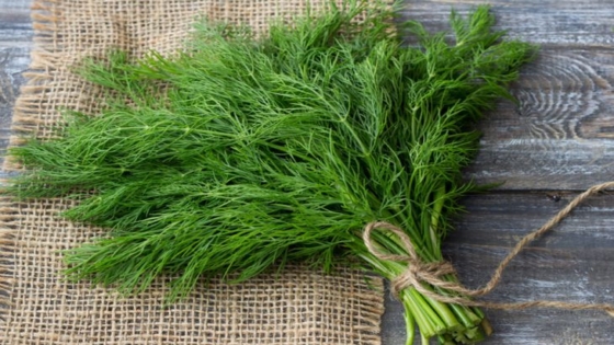 فوائد الشبت