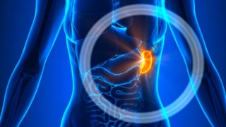 الطحال في الجسم