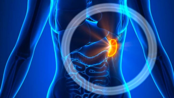 الطحال في الجسم