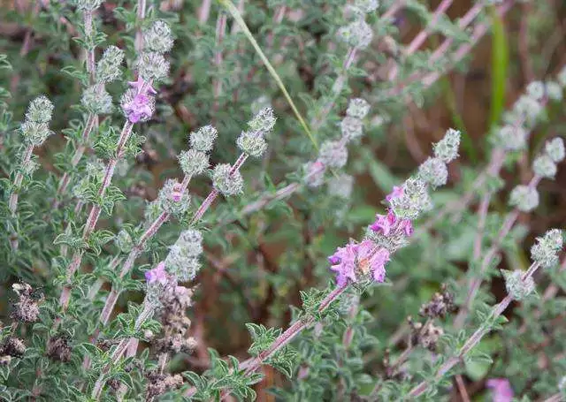 خصائص مالحة للصحة