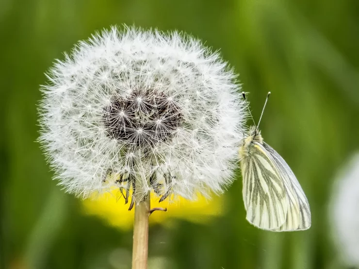 زهرة الهندباء