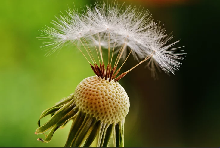 زهرة الهندباء