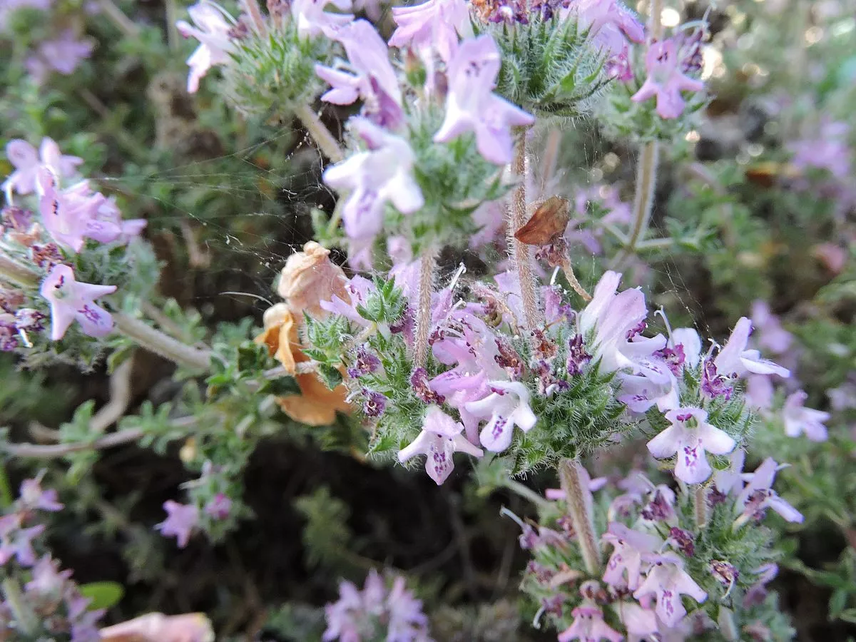 خصائص مالحة للصحة