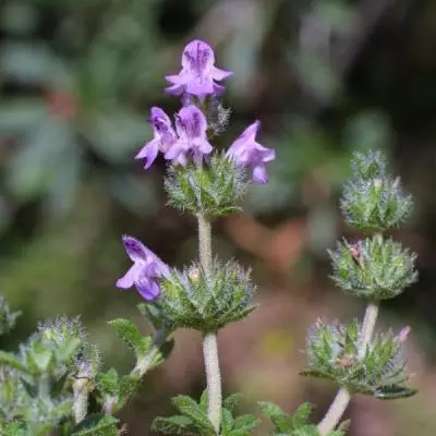 خصائص مالحة للصحة