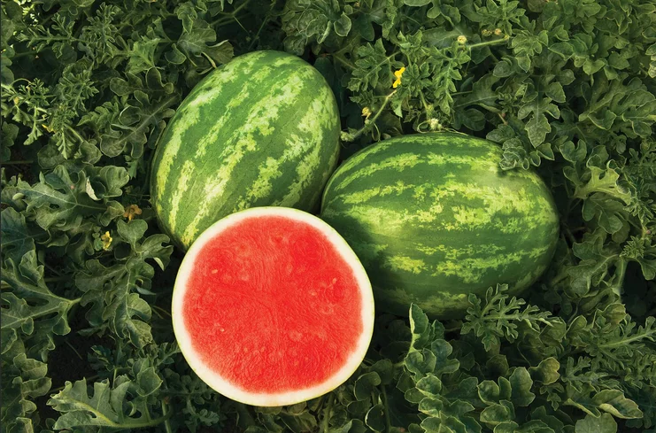 زيت بذور البطيخ