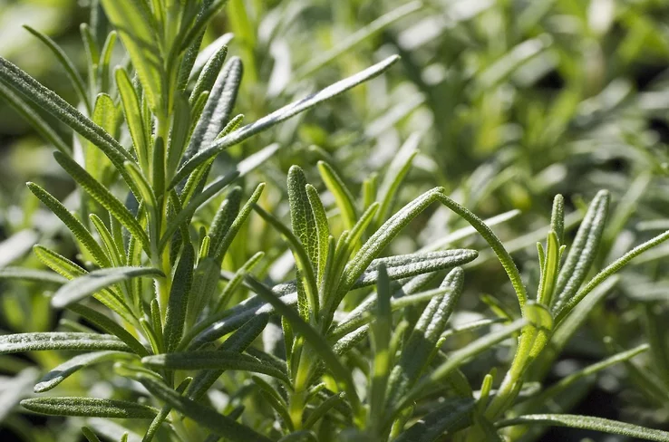 نبات إكليل الجبل