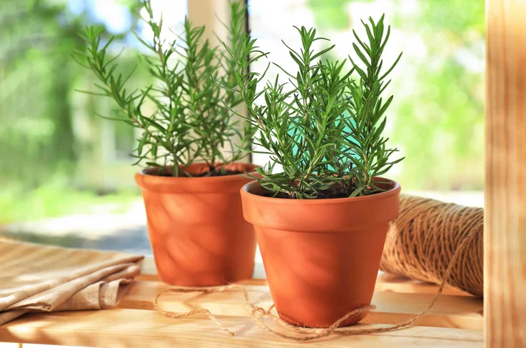 نبات إكليل الجبل