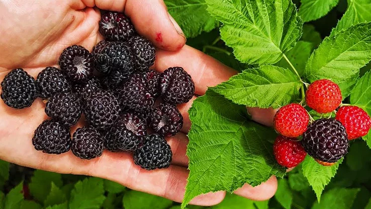 علاج فقر الدم