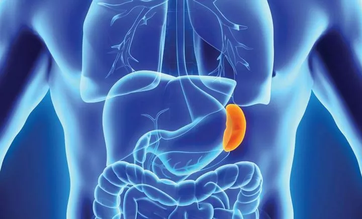 الطحال في الجسم