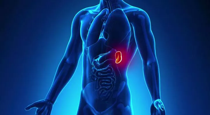 الطحال في الجسم